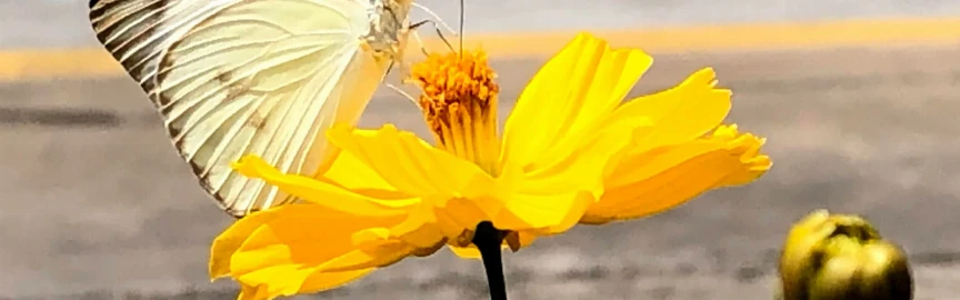Flora & Fauna Gurun. Menjelajahi Sisi Semula Jadi Kuwait