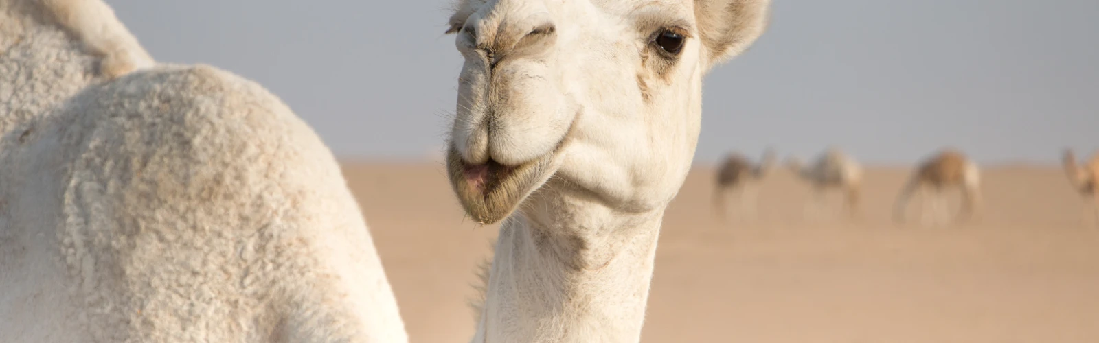 From Camels to Falcons: Traditional Wildlife Encounters in Kuwait