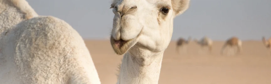 De camellos a halcones. Encuentros tradicionales con la vida silvestre en Kuwait.