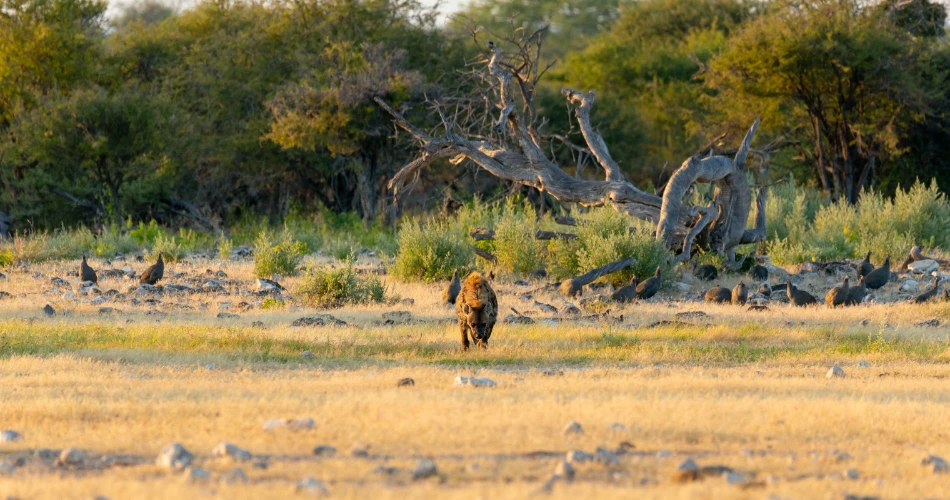 From Camels to Falcons: Traditional Wildlife Encounters in Kuwait