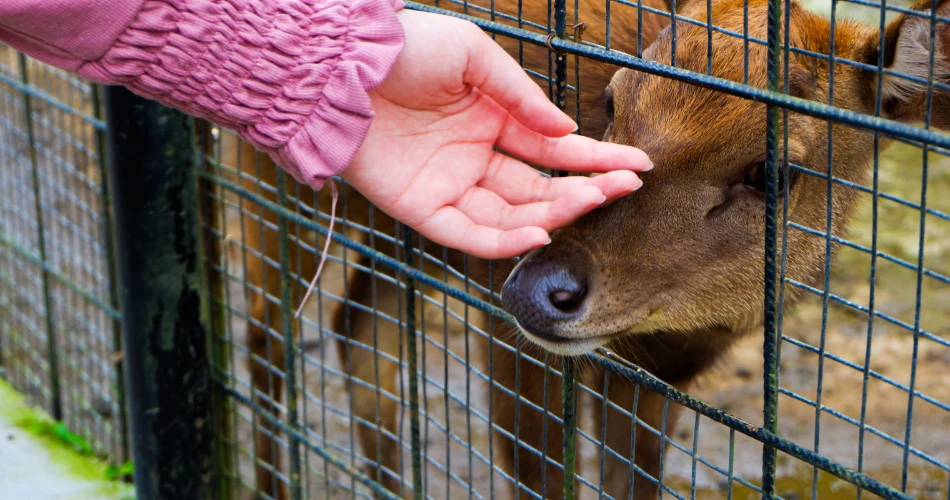 From Camels to Falcons: Traditional Wildlife Encounters in Kuwait