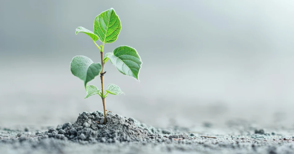 沙漠植物与动物。探索科威特的自然面貌