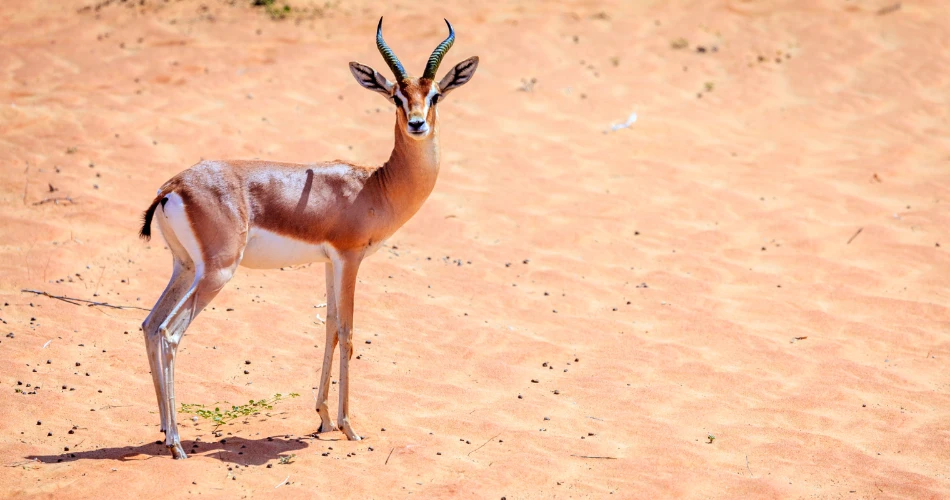 沙漠植物与动物。探索科威特的自然面貌